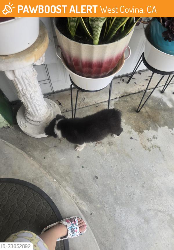 Found/Stray Unknown Dog last seen Sentous Ave street, West Covina, CA 91792