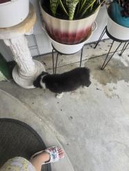 Found/Stray Unknown Dog last seen Sentous Ave street, West Covina, CA 91792