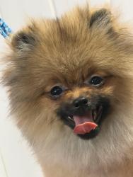 Lost Female Dog last seen SE 282nd Pl and 234th Ave SE, Maple Valley, WA 98038