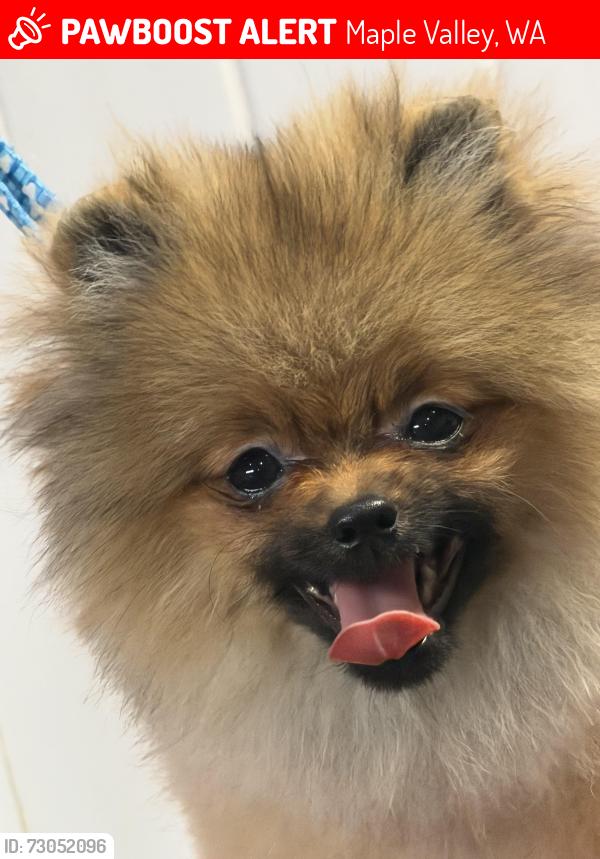 Lost Female Dog last seen SE 282nd Pl and 234th Ave SE, Maple Valley, WA 98038