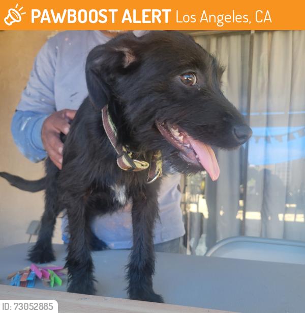 Found/Stray Female Dog last seen Filmore St. And Bromont Ave., Los Angeles, CA 91331