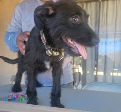 Found/Stray Female Dog last seen Filmore St. And Bromont Ave., Los Angeles, CA 91331