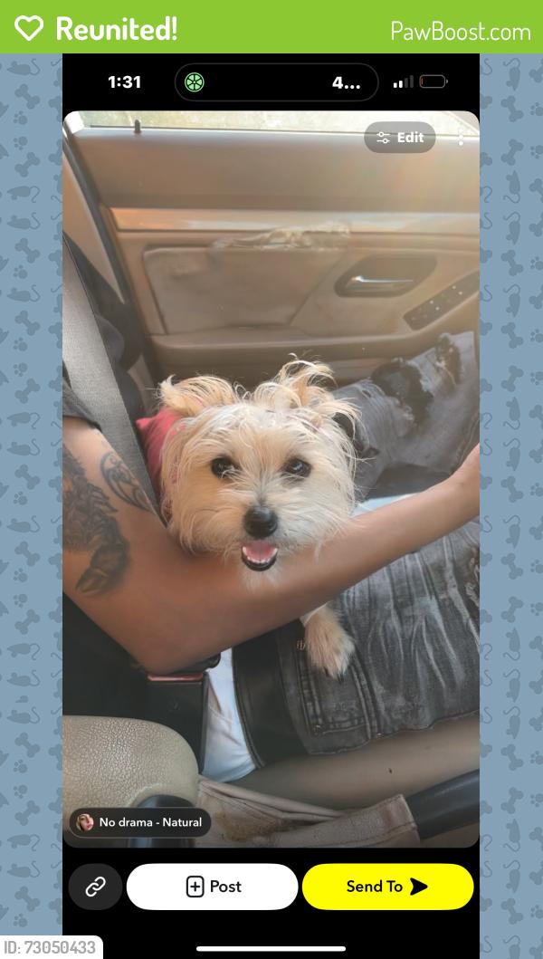 Reunited Female Dog last seen Near Aqua Vista St, Studio City, CA 91602, USA, Los Angeles, CA 91602