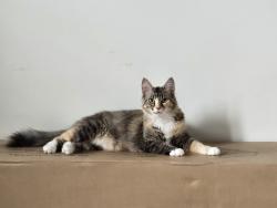 Lost Female Cat last seen East End , Thunder Bay, ON P7C