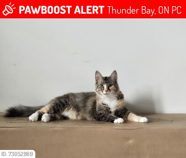 Lost Female Cat last seen East End , Thunder Bay, ON P7C