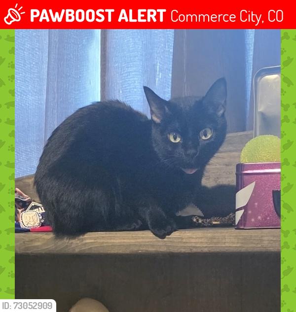 Lost Female Cat last seen 104th and highway 2, Commerce City, CO 80022