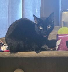 Lost Female Cat last seen 104th and highway 2, Commerce City, CO 80022