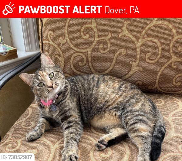 Lost Female Cat last seen Jessica Road Dover PA, Dover, PA 17315