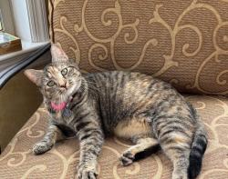 Lost Female Cat last seen Jessica Road Dover PA, Dover, PA 17315