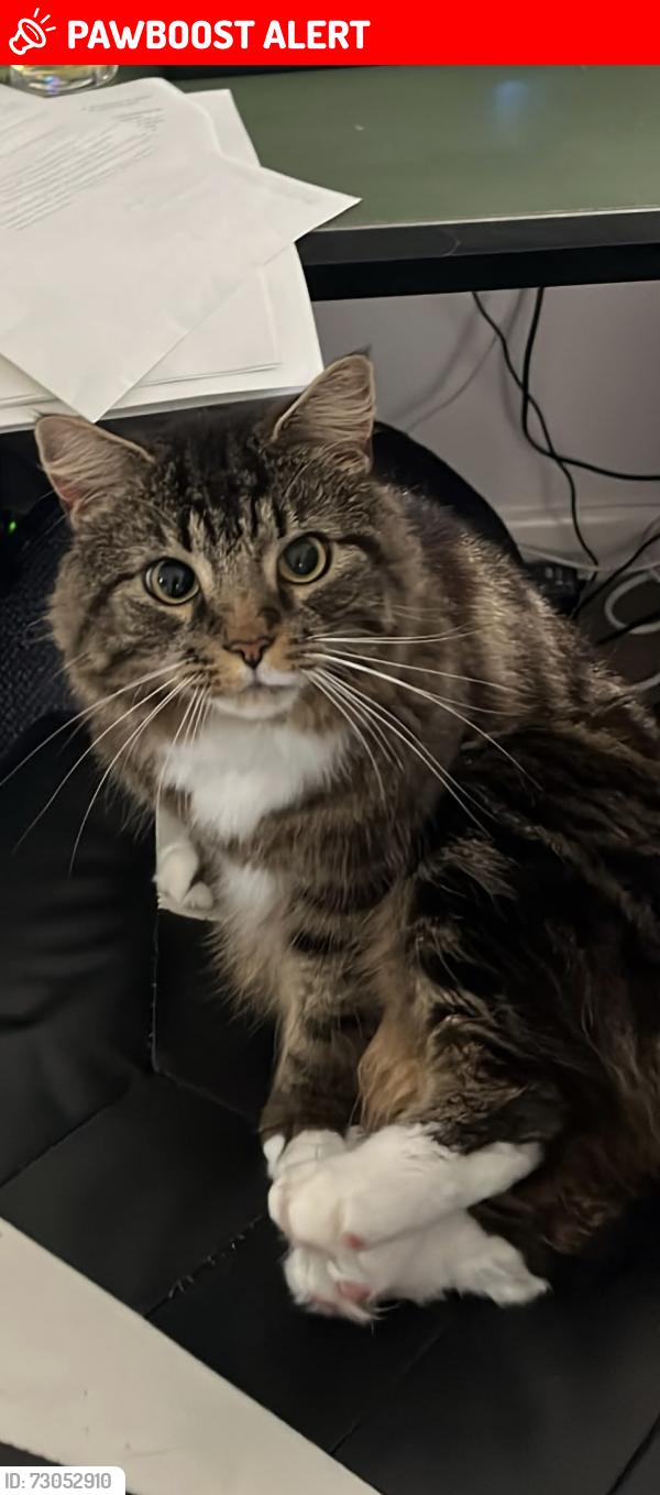 Lost Male Cat last seen Stokingway close, Plymouth, England PL9 9JL