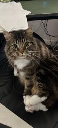 Lost Male Cat last seen Stokingway close, Plymouth, England PL9 9JL