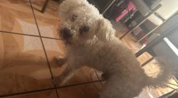 Lost Male Dog last seen Garvey and central , El Monte, CA 91733