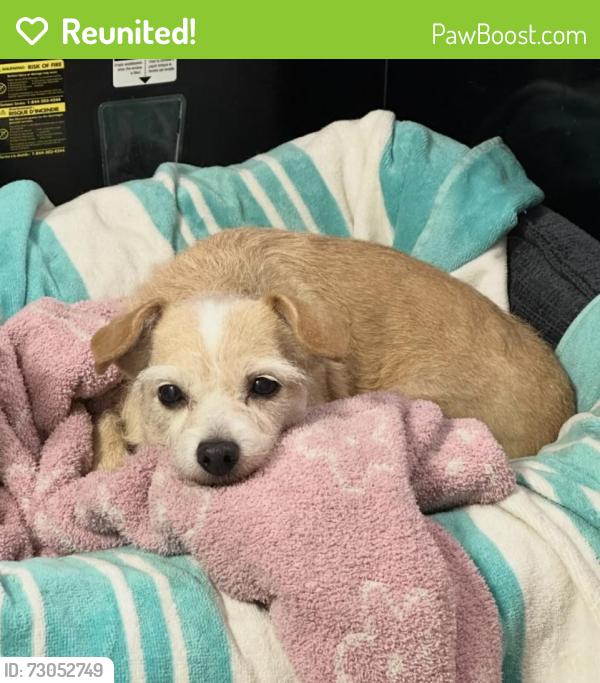 Reunited Female Dog last seen Near Tonopah Ave, La Puente, CA 91744, USA, La Puente, CA 91744