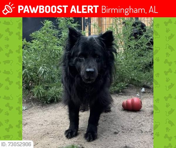 Lost Male Dog last seen Fulton Ave, Birmingham, AL 35211
