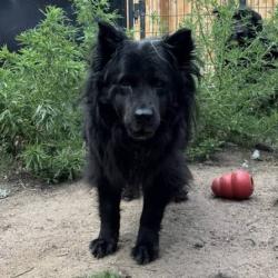 Lost Male Dog last seen Fulton Ave, Birmingham, AL 35211
