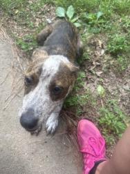 Found/Stray Female Dog last seen Riverbend road, Plainville, GA 30733