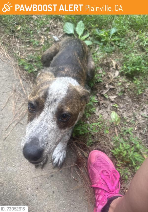 Found/Stray Female Dog last seen Riverbend road, Plainville, GA 30733