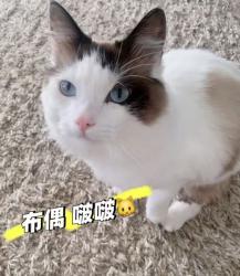 Lost Female Cat last seen Near St cross 50 Ave, Langley, BC V3A 8P6