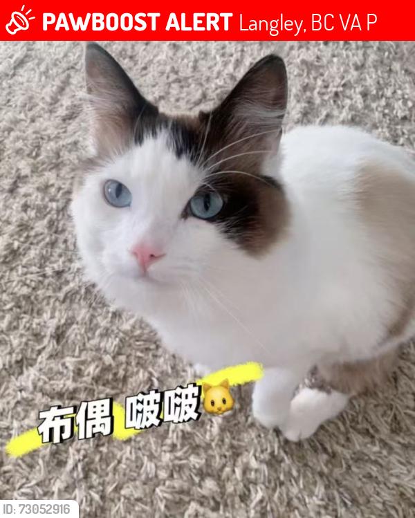 Lost Female Cat last seen Near St cross 50 Ave, Langley, BC V3A 8P6