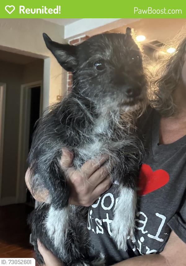 Reunited Female Dog last seen Clemwood, Orlando, FL 32803