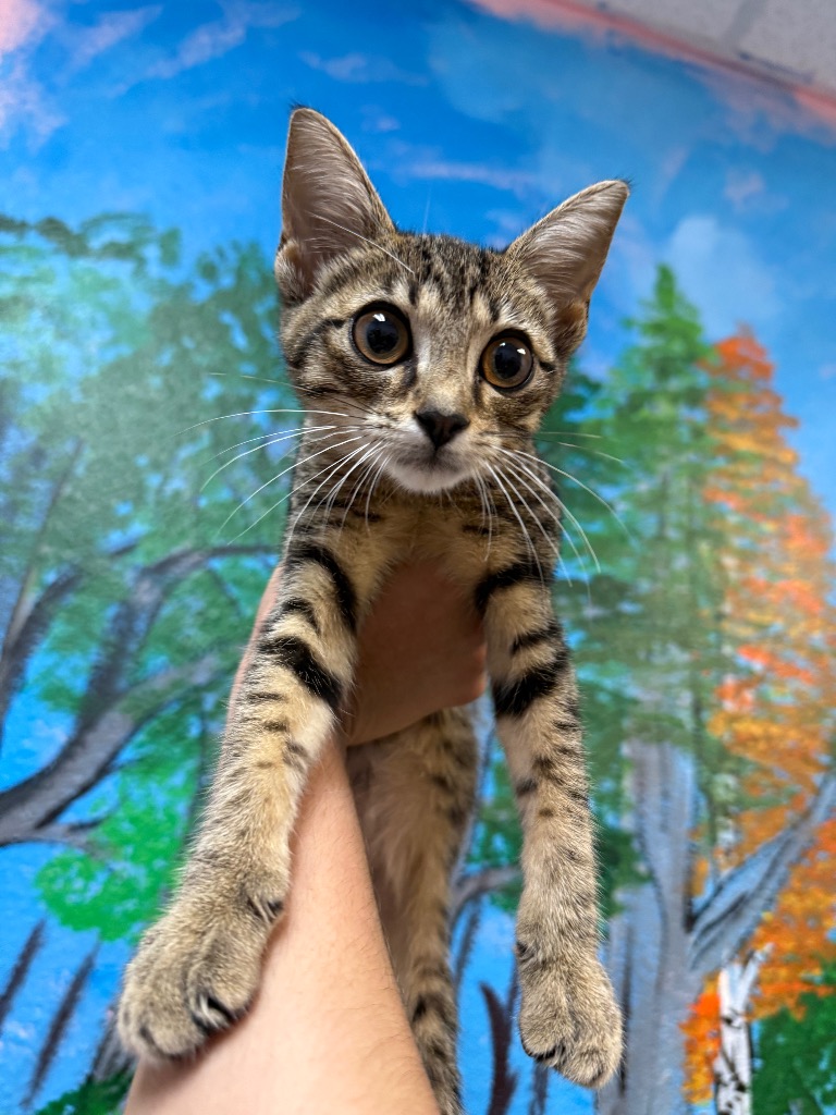 Shelter Stray Female Cat last seen Bexar County, 3353 Morningside Dr, New Braunfels, TX 78132, USA