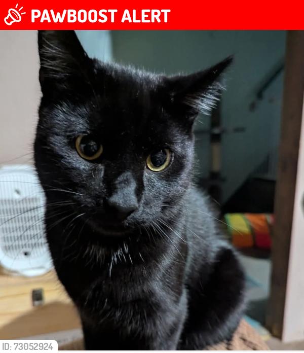 Lost Male Cat last seen Randolph close, Bristol City, England BS13