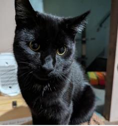 Lost Male Cat last seen Randolph close, Bristol City, England BS13
