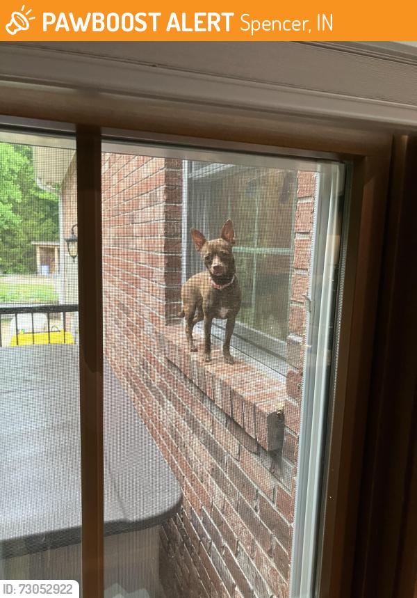 Found/Stray Female Dog last seen Pheasant Lane and White Road, Spencer, IN 47460