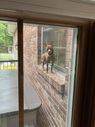 Found/Stray Female Dog last seen Pheasant Lane and White Road, Spencer, IN 47460