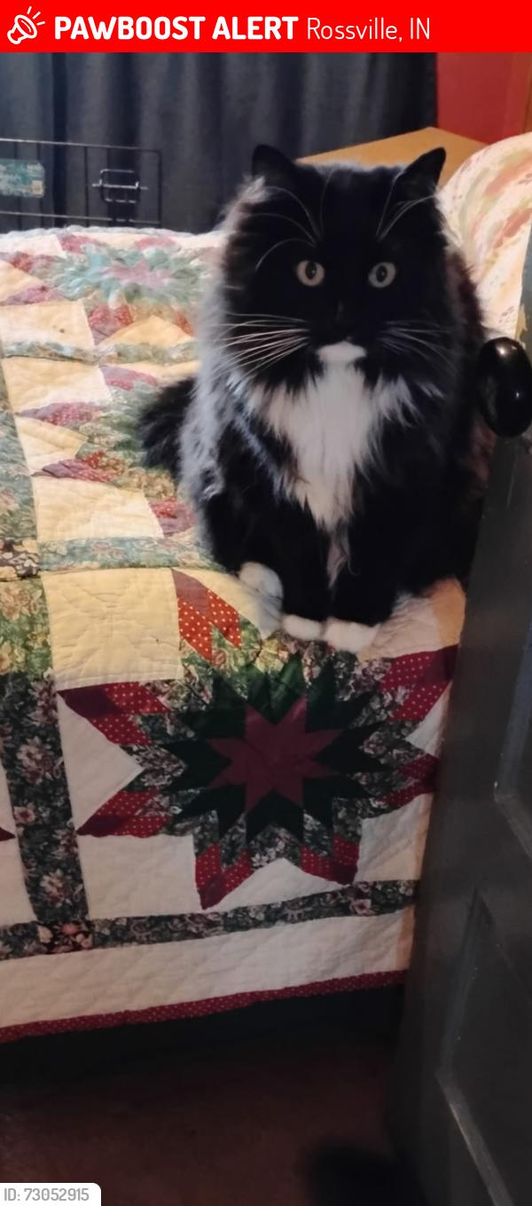 Lost Female Cat last seen STRD 26 E. & S PLANK ST, BEHIND BP GAS STATION, Rossville, IN 46065