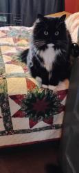Lost Female Cat last seen STRD 26 E. & S PLANK ST, BEHIND BP GAS STATION, Rossville, IN 46065
