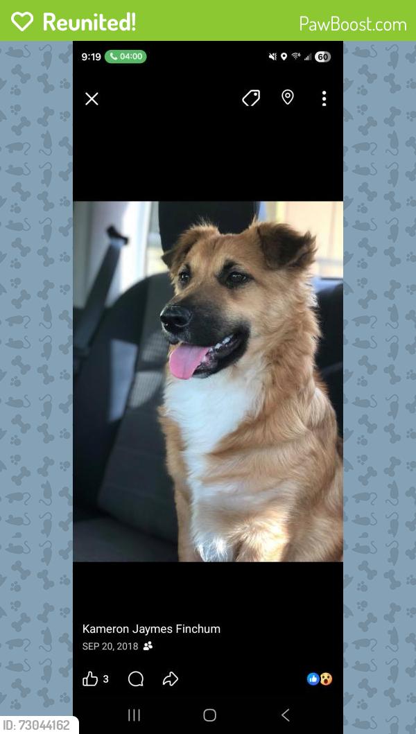 Reunited Female Dog last seen Near Ashwood Ln, Jacksonville, FL 32277, USA, Jacksonville, FL 32277