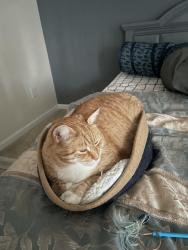 Lost Male Cat last seen Near Stratford Lakes Drive, Durham, NC 27713