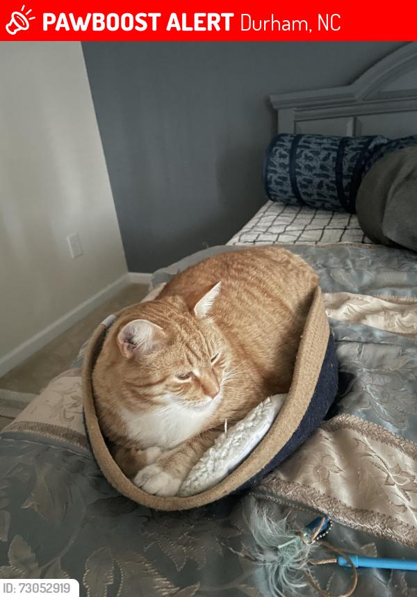 Lost Male Cat last seen Near Stratford Lakes Drive, Durham, NC 27713