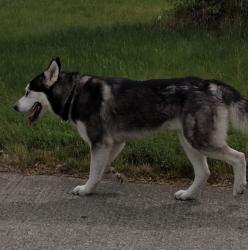 Found/Stray Unknown Dog last seen Northwest Blvd and Wellesley, Spokane, WA 99205
