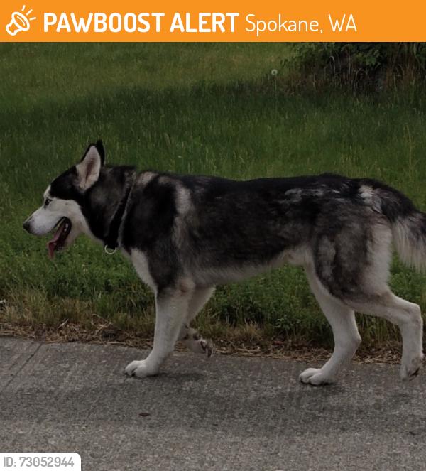 Found/Stray Unknown Dog last seen Northwest Blvd and Wellesley, Spokane, WA 99205