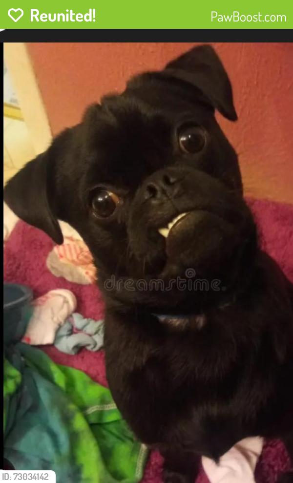 Reunited Male Dog last seen La mesa, Victorville, CA 92392