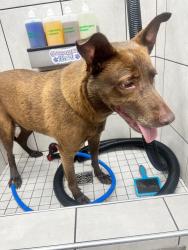 Found/Stray Female Dog last seen Richmond and westmoreland , Philadelphia, PA 19134