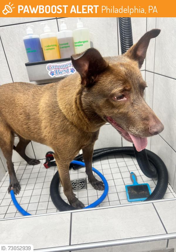 Found/Stray Female Dog last seen Richmond and westmoreland , Philadelphia, PA 19134