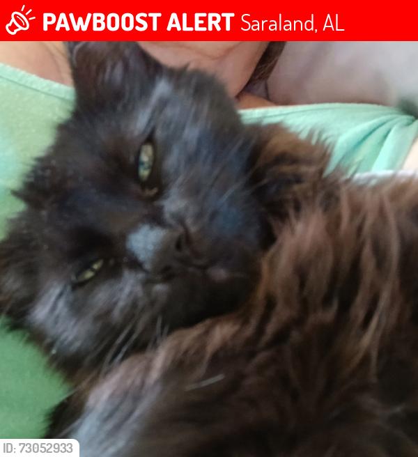 Lost Female Cat last seen Near Saraland B S. Trailer lot 09. We moved n she had gone off to a neighborhood near by, Saraland, AL 36571