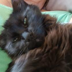 Lost Female Cat last seen Near Saraland B S. Trailer lot 09. We moved n she had gone off to a neighborhood near by, Saraland, AL 36571