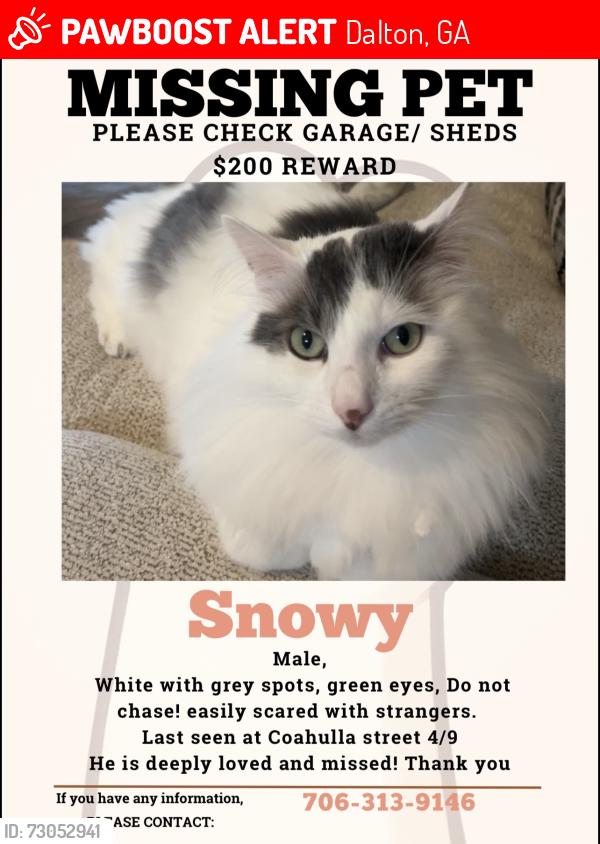 Lost Male Cat last seen Coahulla creek, Dalton, GA 30721