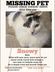 Lost Male Cat last seen Coahulla creek, Dalton, GA 30721