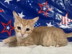 Shelter Stray Female Cat last seen , 957 N Gaffey St, San Pedro, CA 90731, USA
