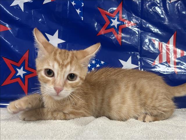 Shelter Stray Female Cat last seen , 957 N Gaffey St, San Pedro, CA 90731, USA