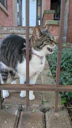 Found/Stray Unknown Cat last seen Church, Chicago, IL 60637