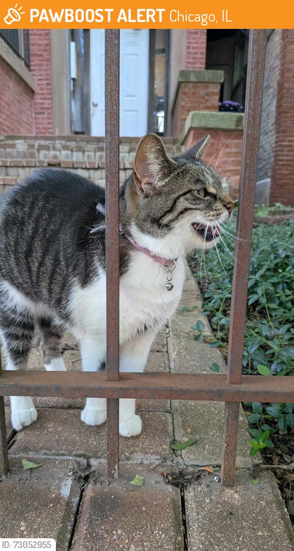 Found/Stray Unknown Cat last seen Church, Chicago, IL 60637