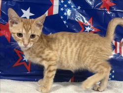 Shelter Stray Female Cat last seen , 957 N Gaffey St, San Pedro, CA 90731, USA