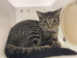 Shelter Stray Male Cat last seen Near BLOCK N 24TH ST, 3839 W Burnham St, West Milwaukee, WI 53215, USA