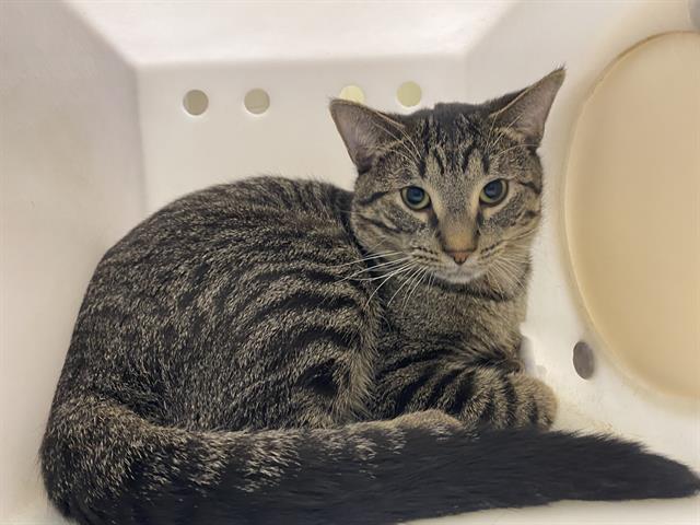 Shelter Stray Male Cat last seen Near BLOCK N 24TH ST, 3839 W Burnham St, West Milwaukee, WI 53215, USA